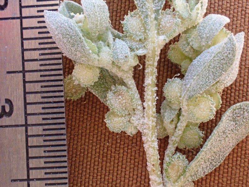 Atriplex elegans var. fasciculata photo 4