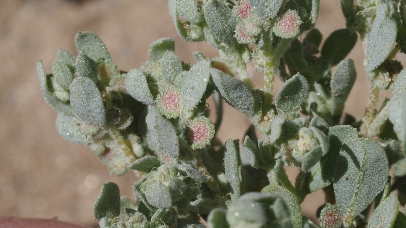 Atriplex elegans var. fasciculata photo 5