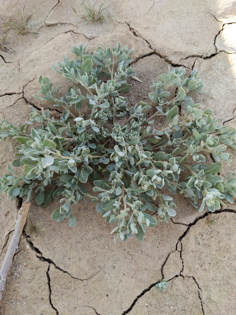 Atriplex elegans var. fasciculata photo 6