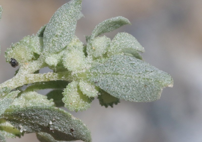 Atriplex elegans var. fasciculata photo 7