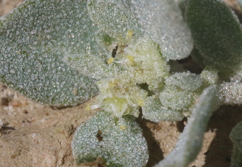 Atriplex elegans var. fasciculata photo 8