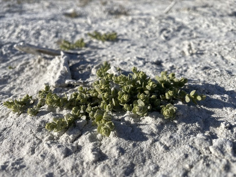 Atriplex flavida