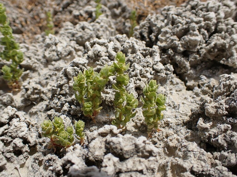 Atriplex flavida photo 2