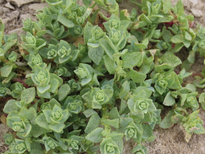 Atriplex flavida photo 3
