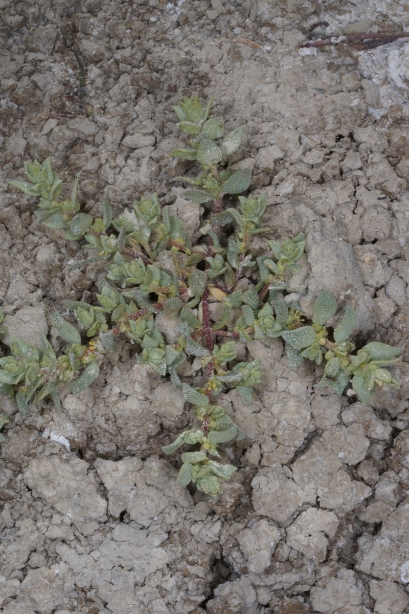 Atriplex flavida photo 4