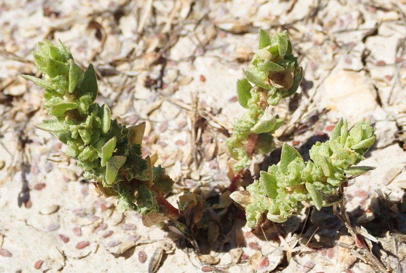 Atriplex flavida photo 5