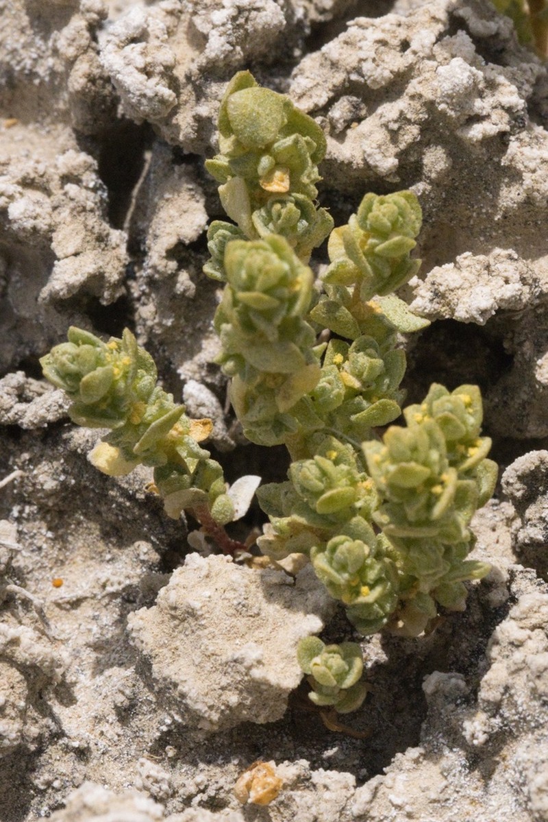 Atriplex flavida photo 6