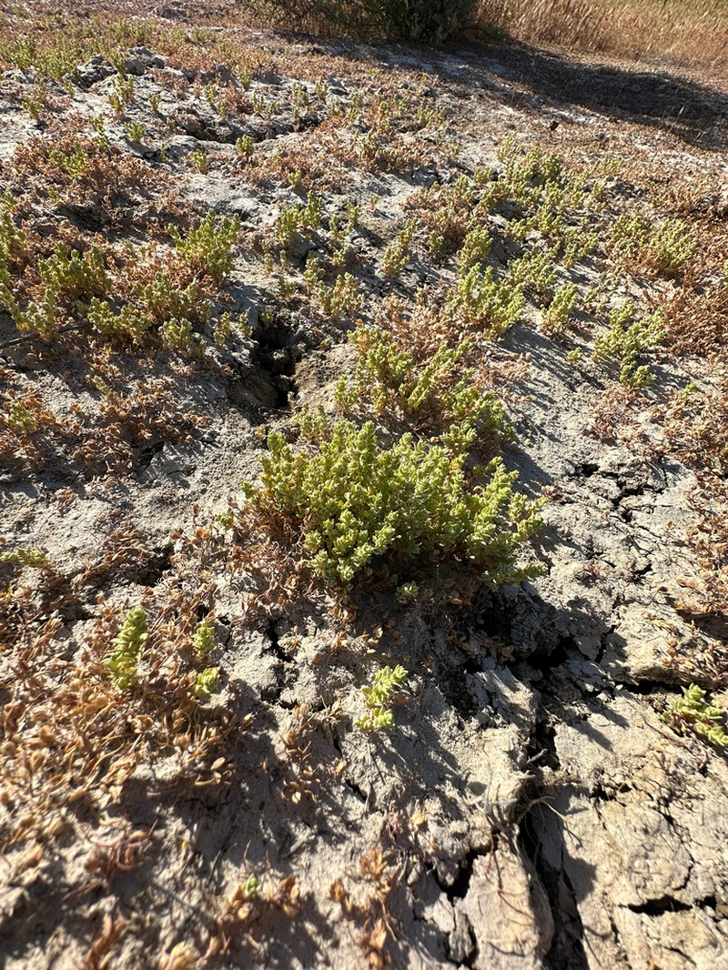 Atriplex flavida photo 7