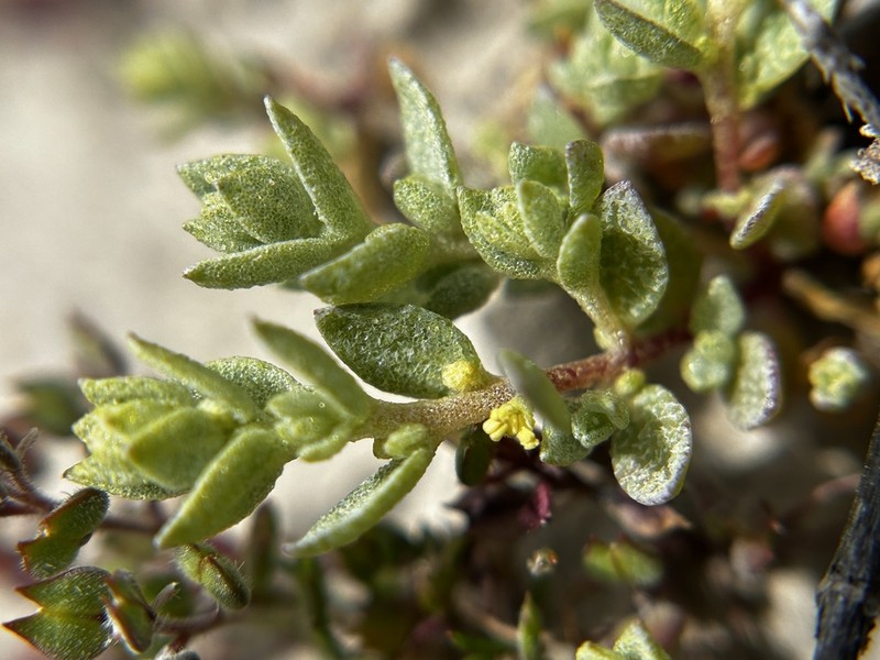 Atriplex flavida photo 8