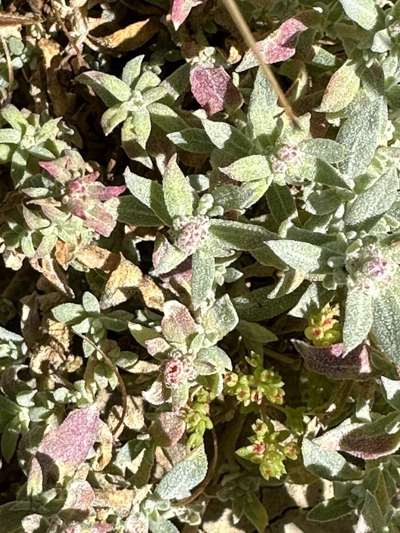 Ball Saltbush