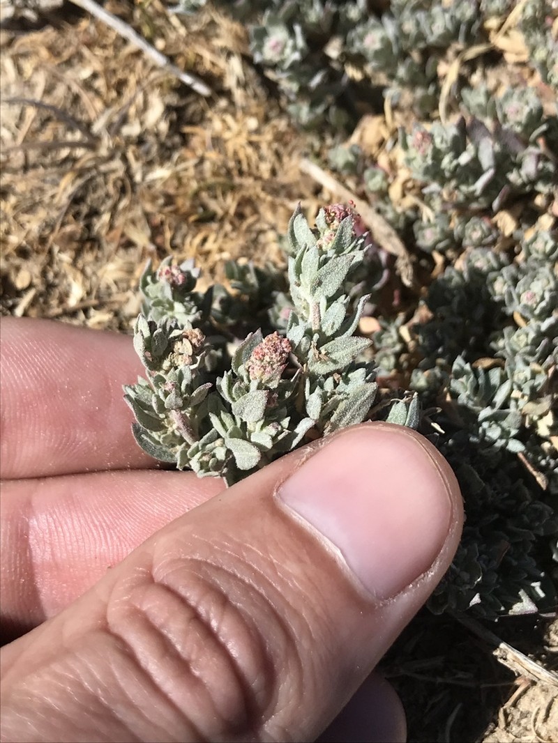 Ball Saltbush photo 2
