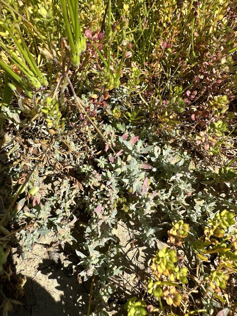 Ball Saltbush photo 3