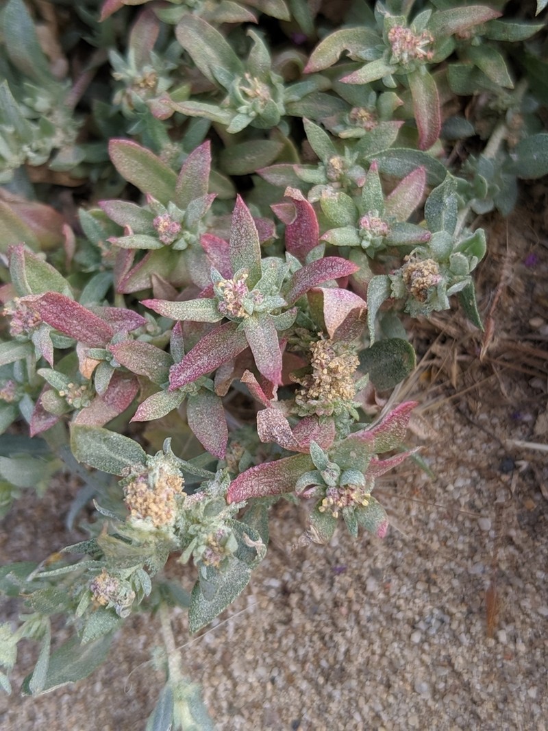 Ball Saltbush photo 4