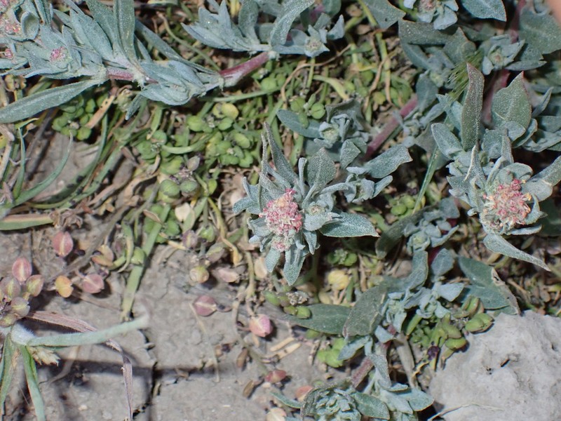Ball Saltbush photo 5
