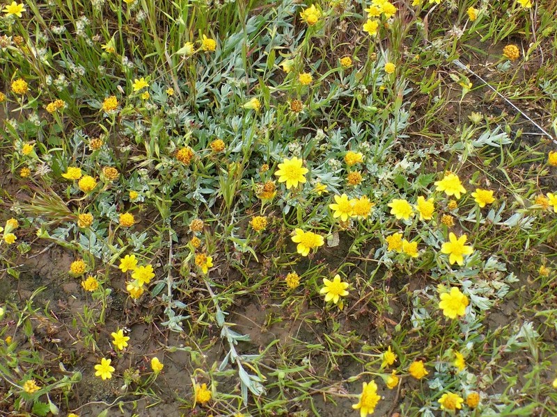 Ball Saltbush photo 6