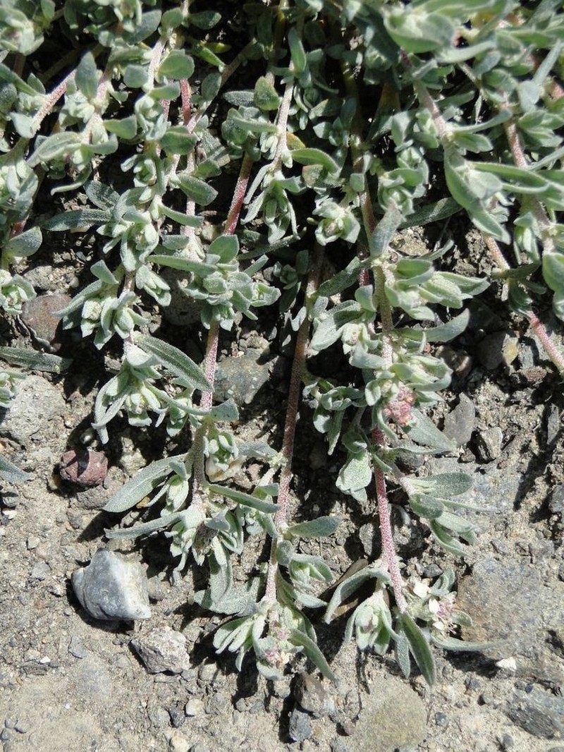 Ball Saltbush photo 7