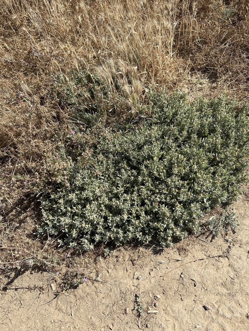 Ball Saltbush photo 8