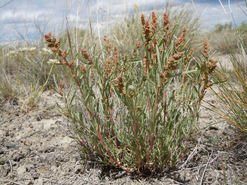 Gardner's Saltbush