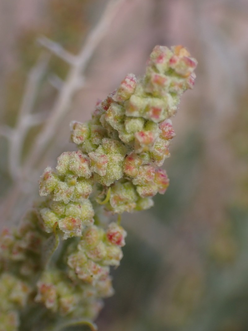Gardner's Saltbush photo 2