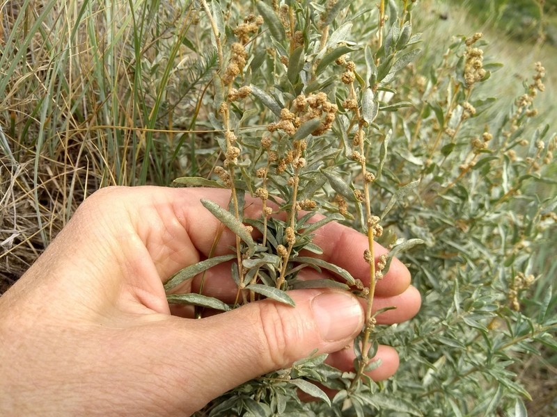 Gardner's Saltbush photo 3