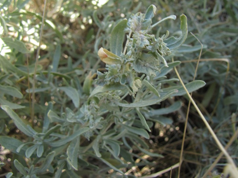 Gardner's Saltbush photo 4