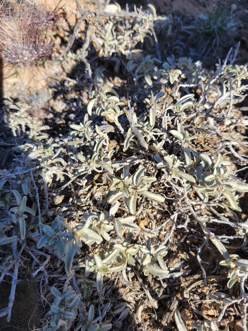 Gardner's Saltbush photo 5