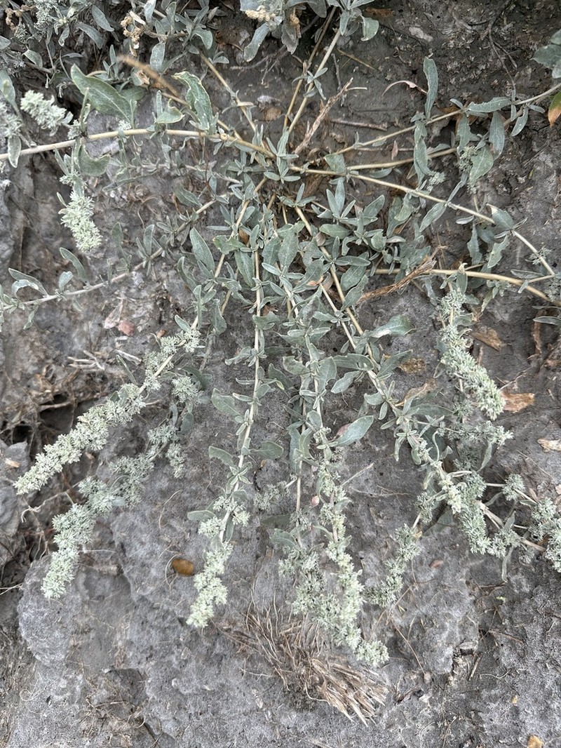 Gardner's Saltbush photo 6