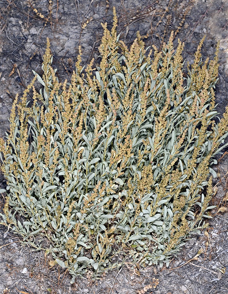 Gardner's Saltbush photo 7