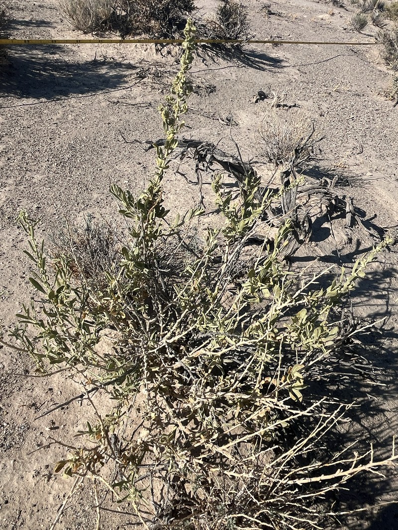 Bonneville Saltbush
