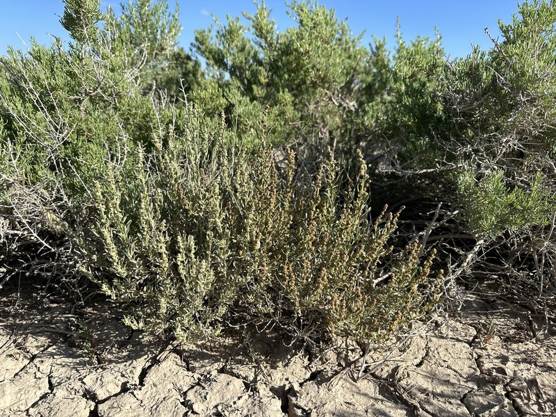 Bonneville Saltbush photo 2