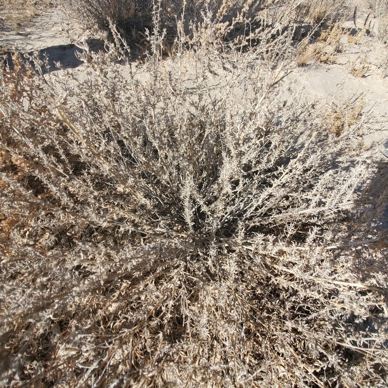 Bonneville Saltbush photo 3