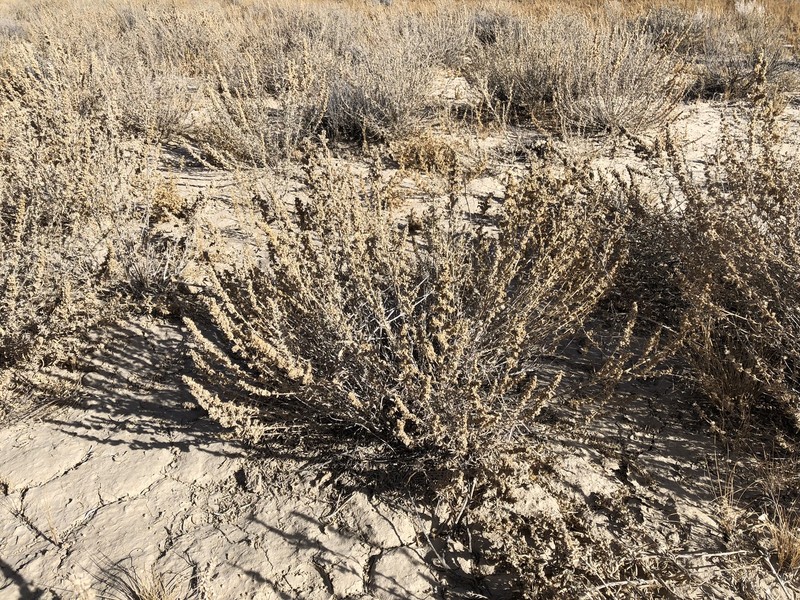 Bonneville Saltbush photo 4