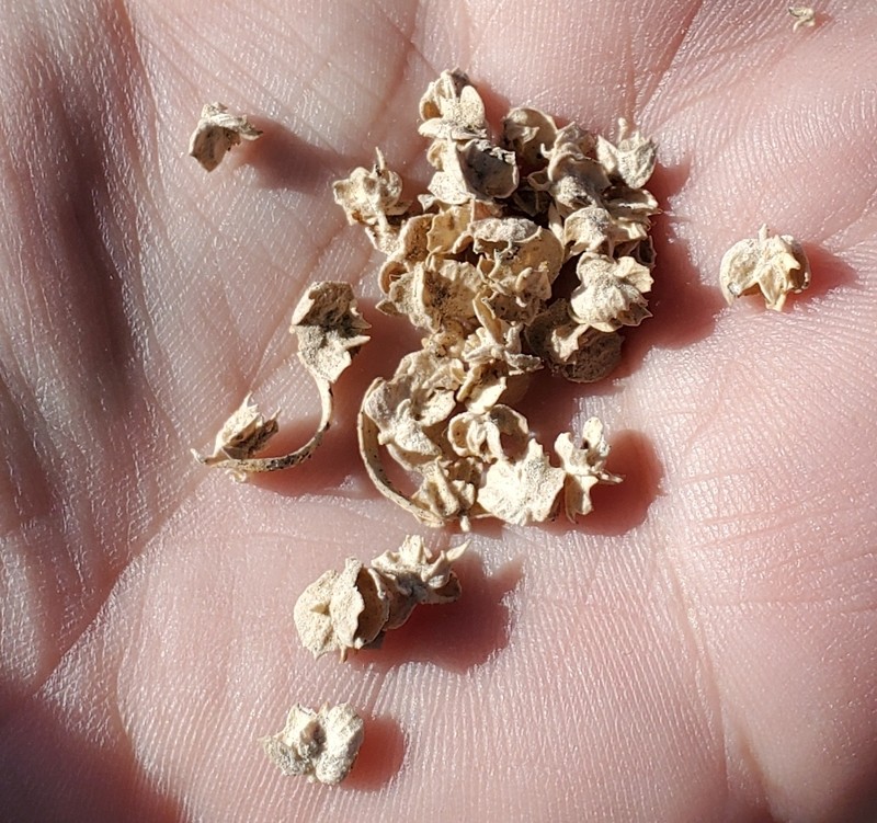 Bonneville Saltbush photo 5