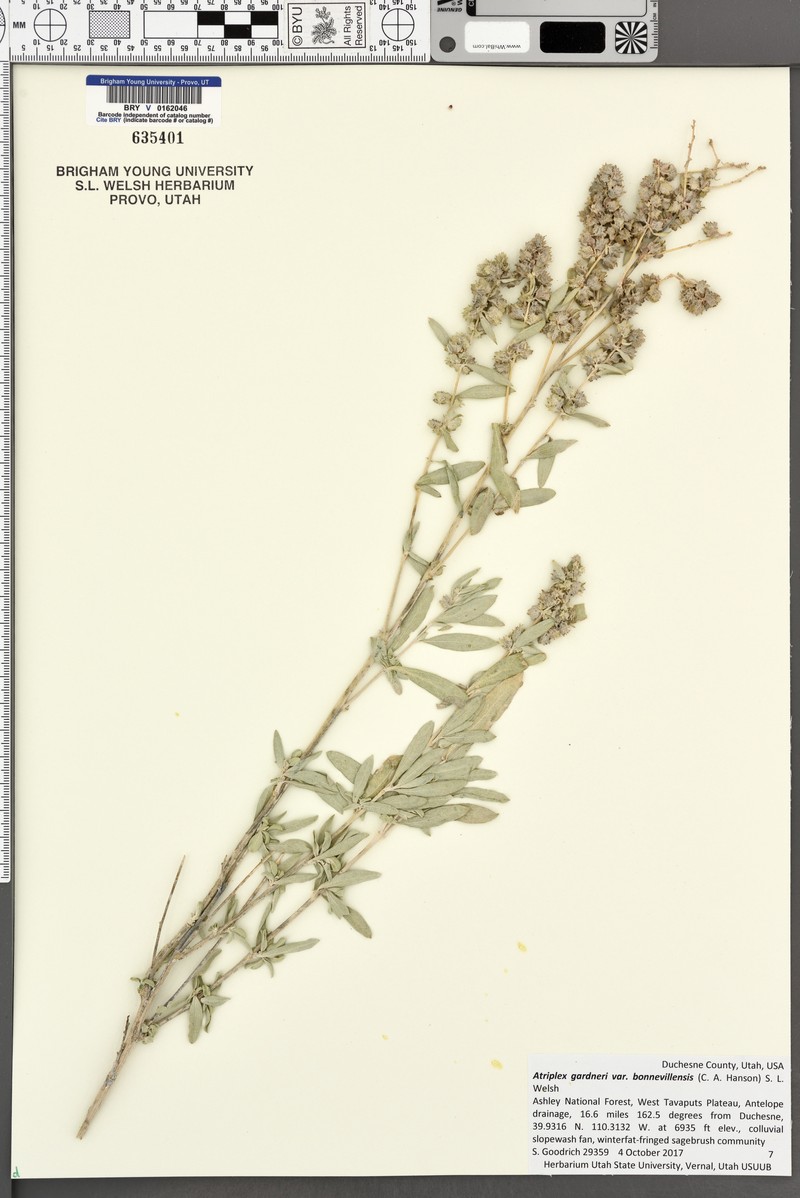 Bonneville Saltbush photo 6