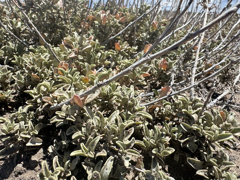 Valley Saltbush