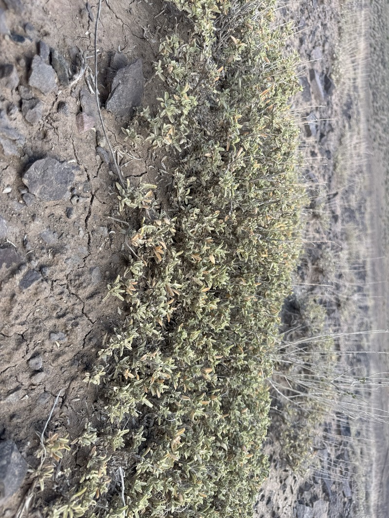 Valley Saltbush photo 2