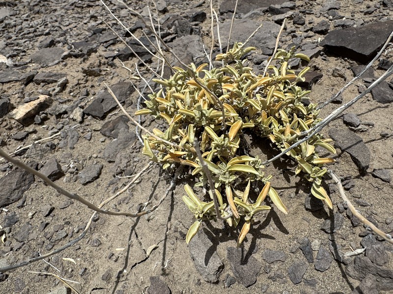 Valley Saltbush photo 3