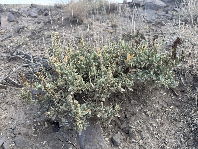 Valley Saltbush photo 4