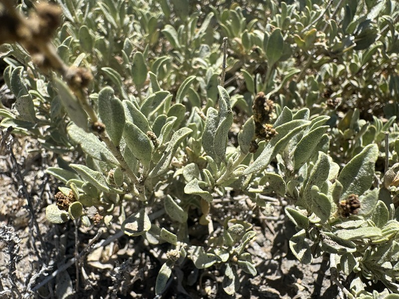 Valley Saltbush photo 5