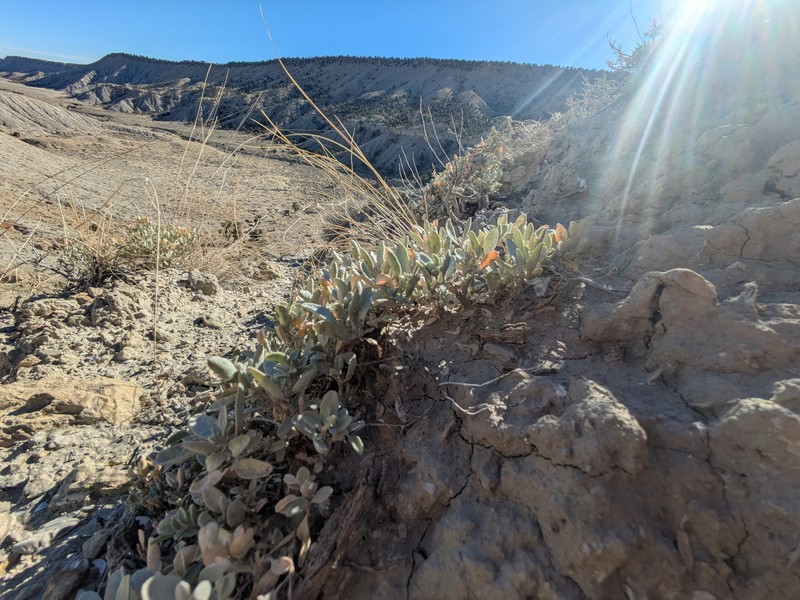 Valley Saltbush photo 6