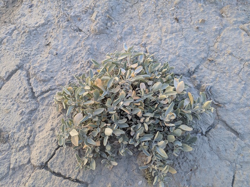 Valley Saltbush photo 7