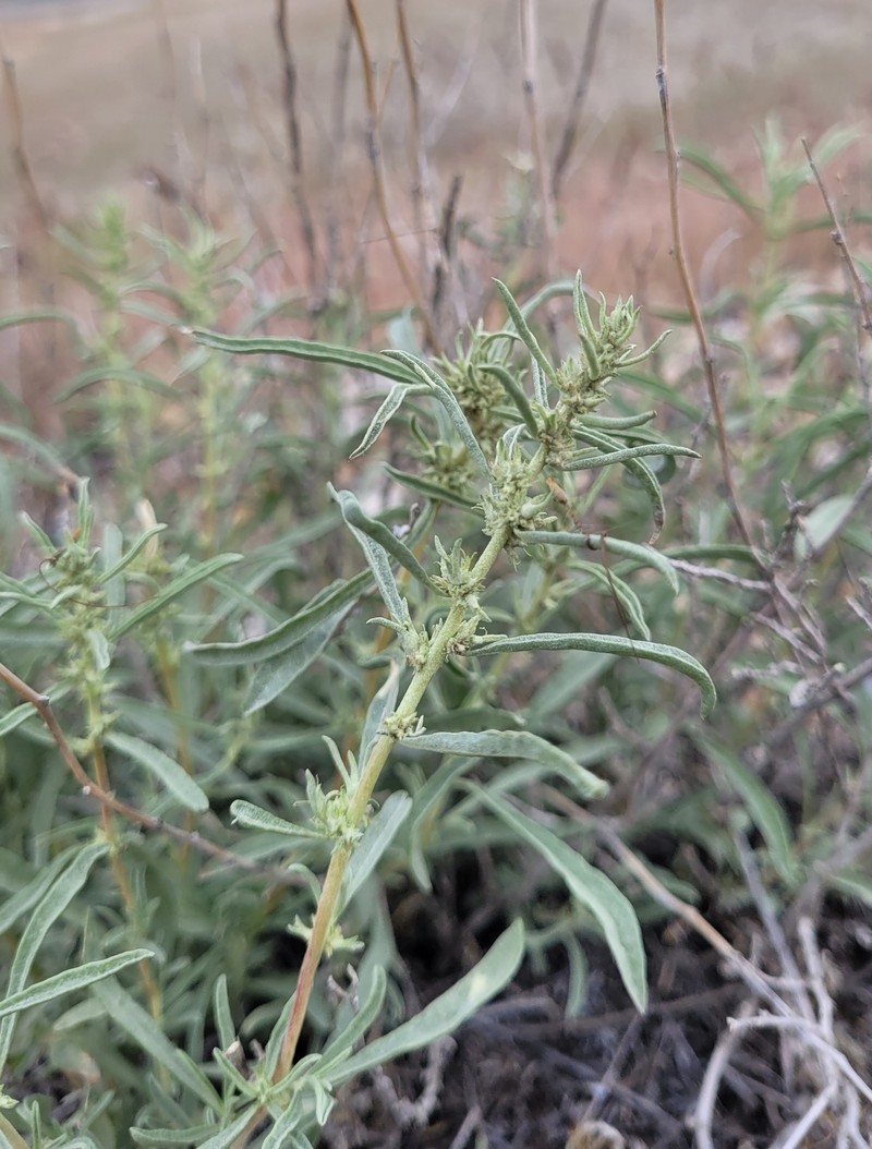 Sickle Saltbush