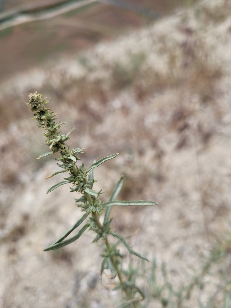 Sickle Saltbush photo 2