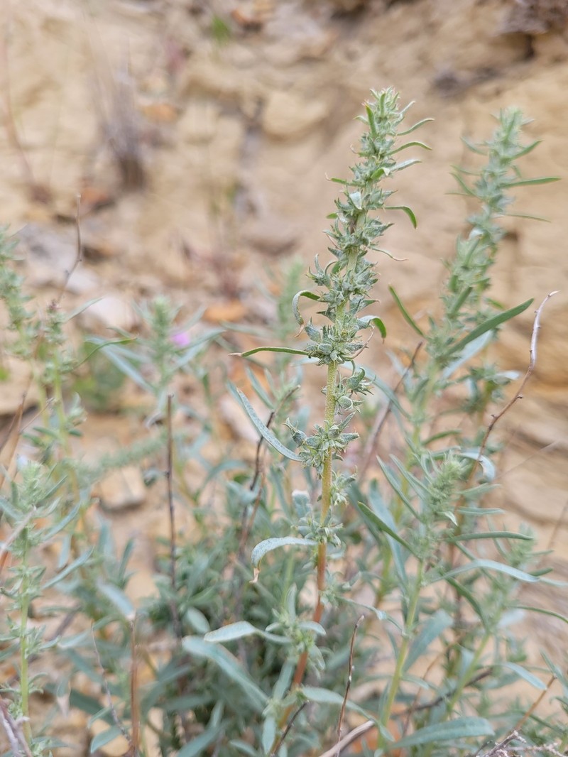 Sickle Saltbush photo 3