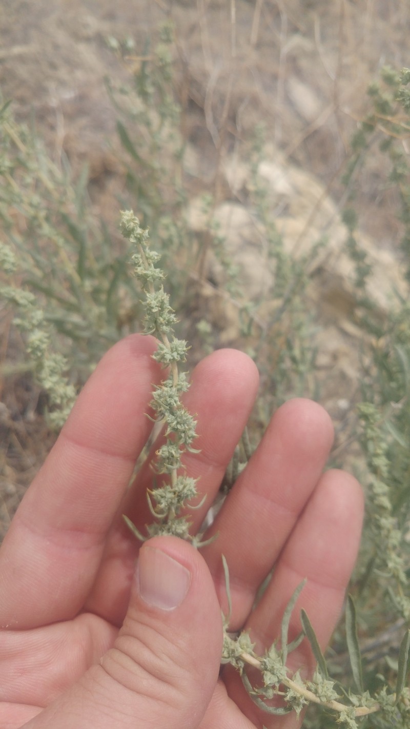 Sickle Saltbush photo 4