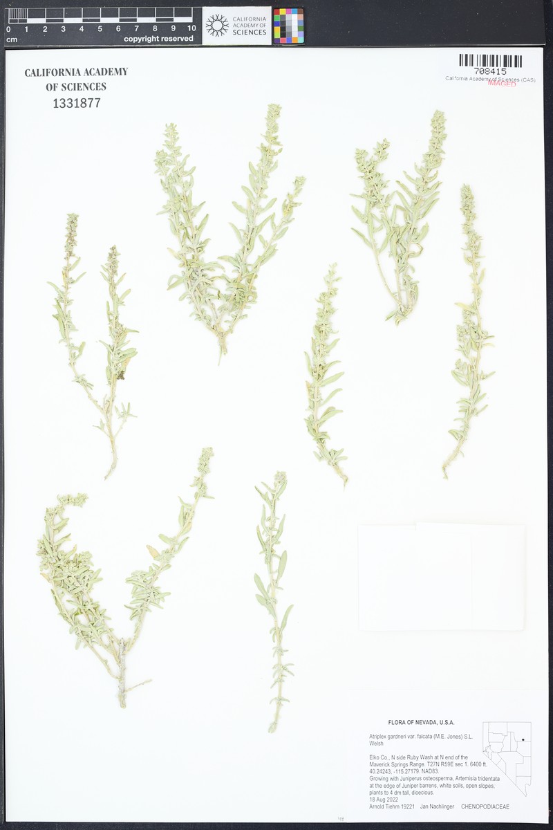 Sickle Saltbush photo 5