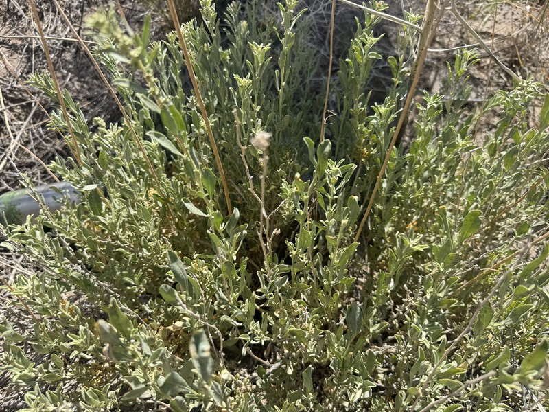 Basin Saltbush