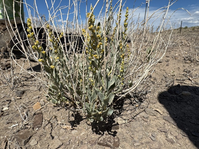 Basin Saltbush photo 2