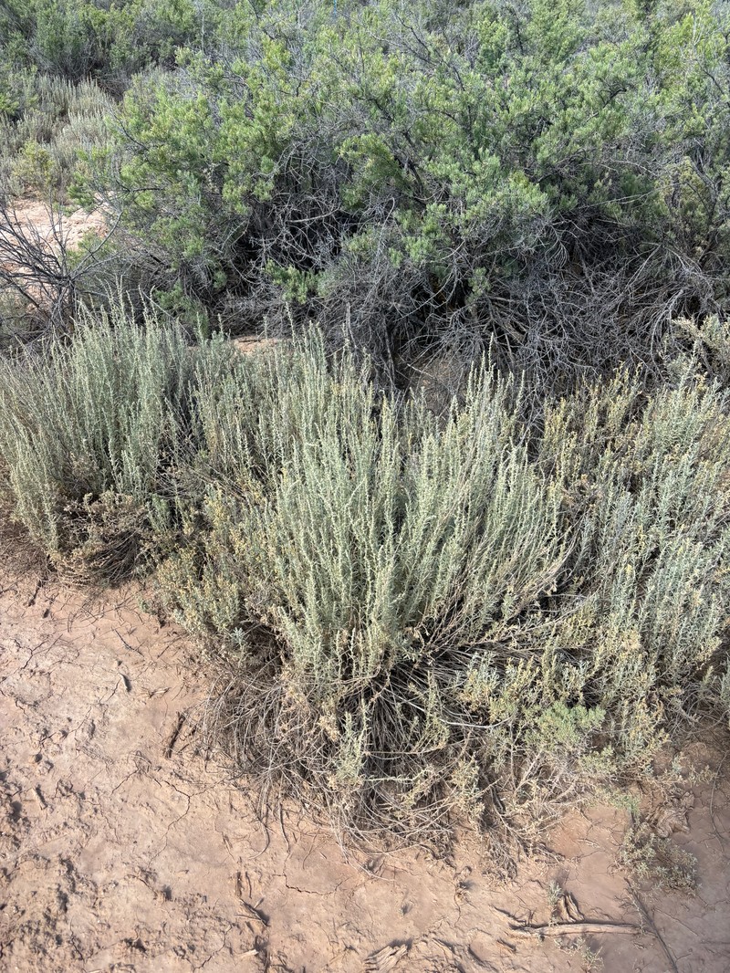 Basin Saltbush photo 3