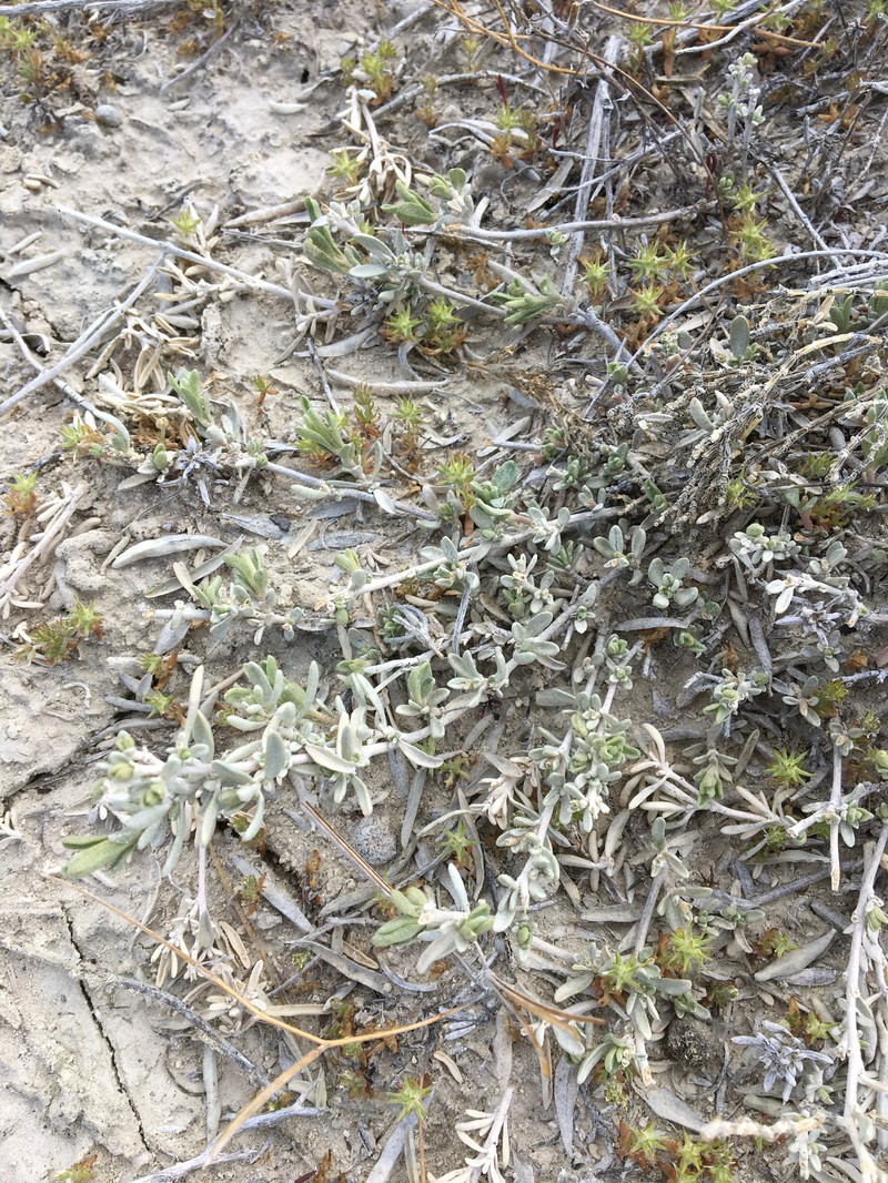 Basin Saltbush photo 4